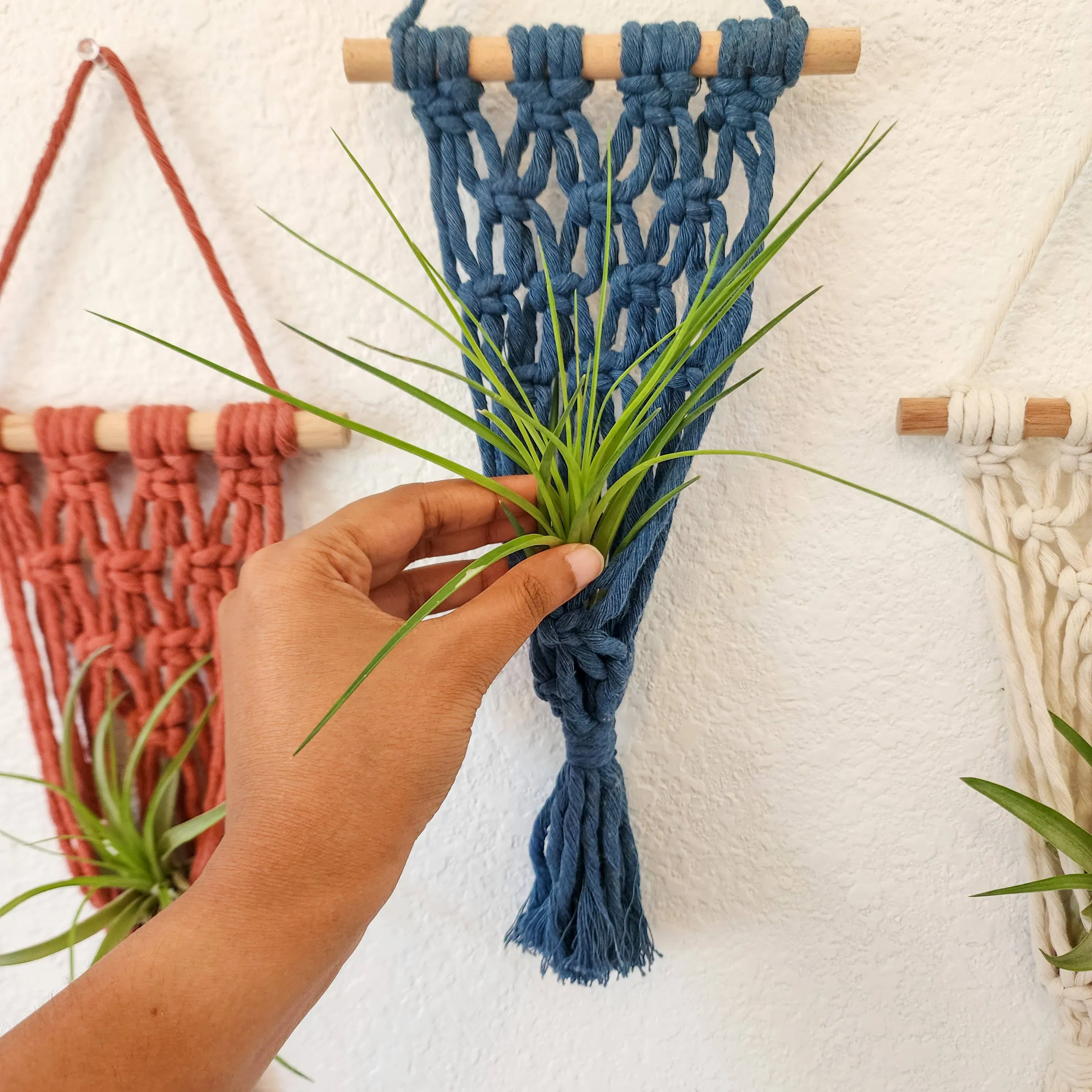 Macrame Air Plant hangers